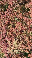 Rumex sagittatus