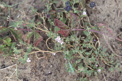 Erodium cicutarium dunense