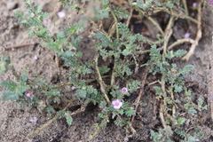 Erodium cicutarium dunense