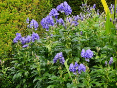 Aconitum carmichaelii