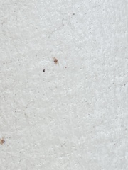 Amblyomma americanum