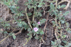 Erodium cicutarium dunense