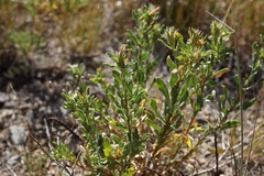 Ericameria suffruticosa