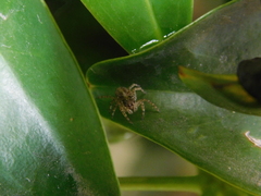Saitis variegatus