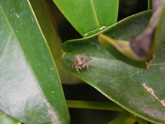 Saitis variegatus