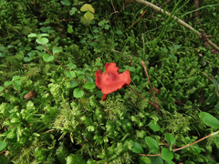 Cortinarius sanguineus