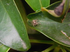 Saitis variegatus