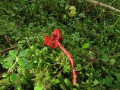 Cortinarius sanguineus