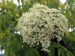 Sambucus peruviana
