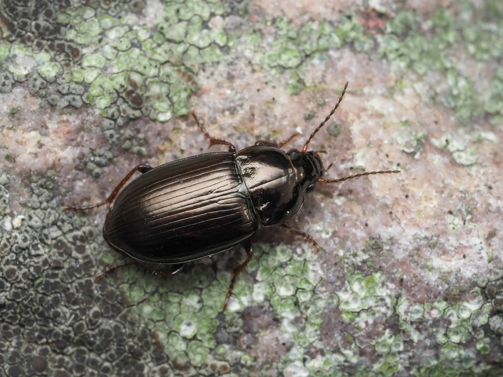 Amara cursitans