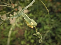 Cotesia glomerata bracovirus