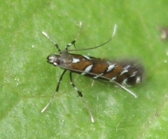 Dialectica imperialella