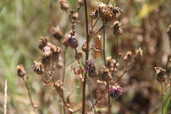 Centaurea scabiosa apiculata