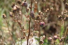 Centaurea scabiosa apiculata