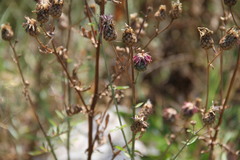 Centaurea scabiosa apiculata