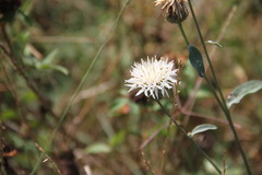 Centaurea scabiosa apiculata
