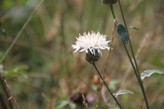 Centaurea scabiosa apiculata