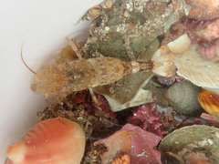 Halocynthia pyriformis