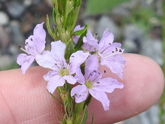 Lythrum alatum