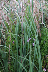 Ipomoea cairica cairica