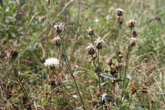 Centaurea scabiosa apiculata