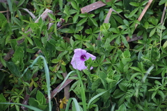 Ipomoea cairica cairica