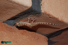 Cyrtopodion scabrum