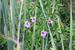 Ipomoea cairica cairica
