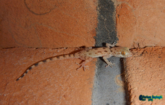 Cyrtopodion scabrum