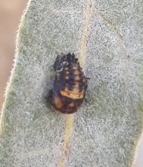 Adalia decempunctata