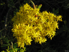 Sedum praealtum