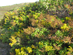 Sedum praealtum