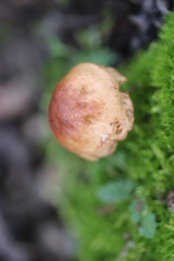 Galerina graminea
