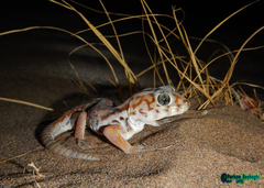 Teratoscincus keyserlingii