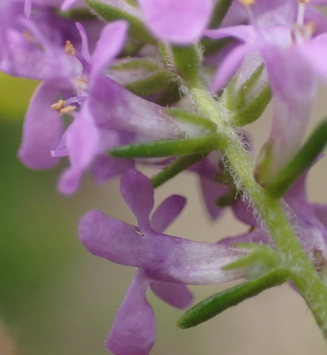 Image of Dune Bitterbush (Selago villicaulis) by (c) Nicola van Berkel, some rights reserved (CC BY-SA)