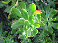 Sedum praealtum