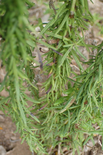 Image of Dune Bitterbush (Selago villicaulis) by (c) Nicola van Berkel, some rights reserved (CC BY-SA)