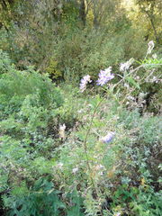 Vicia biennis