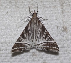 Phrataria replicataria