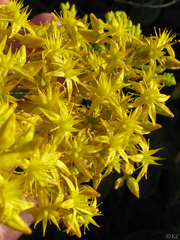 Sedum praealtum