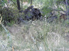 Peucedanum officinale