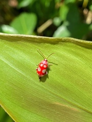 Omophoita sexnotata
