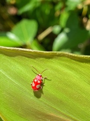Omophoita sexnotata