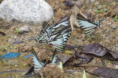 Neographium agesilaus