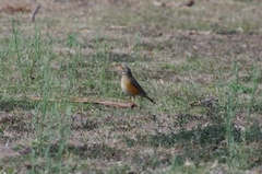 Turdus libonyana