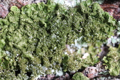 Melanohalea elegantula