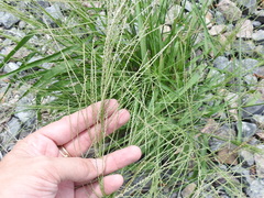 Leptochloa mucronata