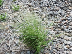 Leptochloa mucronata