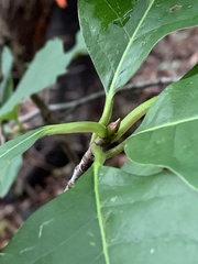 Magnoliales