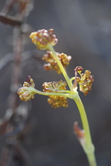 Elaeoselinum asclepium